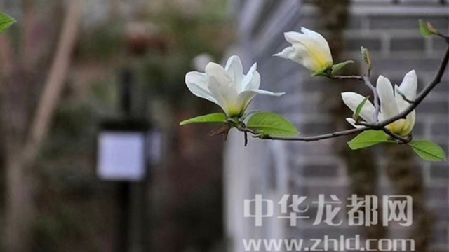 淮陽蓮舍，多了一份味道