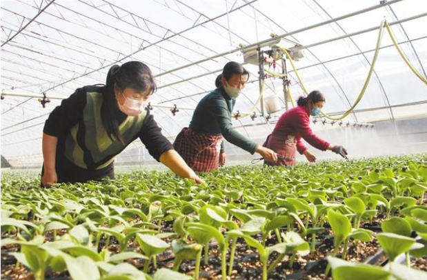 扶溝：全力確?！安嘶@子”種苗供應(yīng)